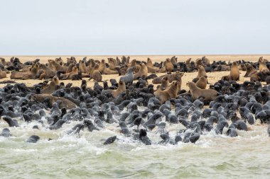 Cape Fur Seal (Arctocephalus pusillus) kolonisi. Namibya 'daki Walvis Körfezi yakınlarındaki pelikan noktasında dinlenen ve oynayan 3 aylık barları var.