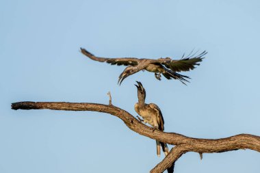 African grey hornbill (Lophoceros nasutus) males fighting in the first warm light of the day in Mahango National Park in the Caprivi Strip in Namibia clipart