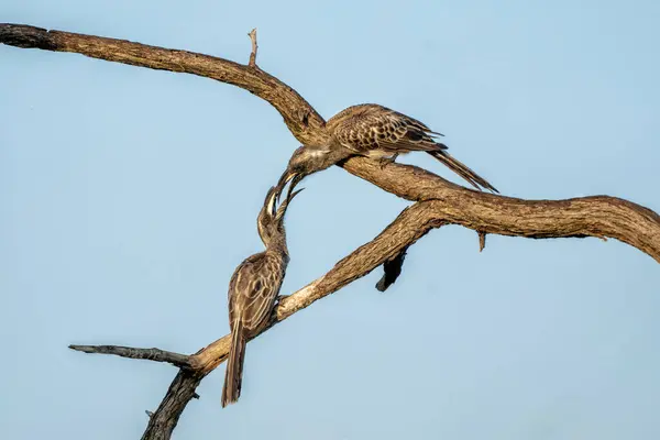 Afrikansk Grå Hornbill Lophoceros Nasutus Hanner Kæmper Det Første Varme Stock-billede