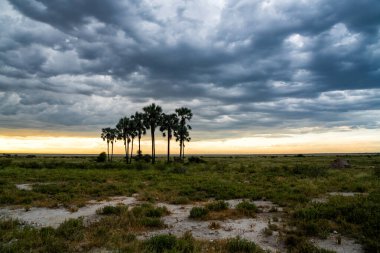 Gün batımında palmiye ağaçlarıyla manzara. Gün batımında palmiye ağaçlarının üzerinde, Namibya 'daki Etosha Ulusal Parkı' ndaki iki palmiyeli su birikintisinde bir fırtına yükseliyor.