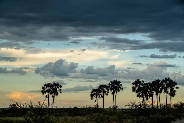 Landschap Met Palmbomen Bij Zonsondergang Boven Palmbomen Ontstaat Een Onweersbui Stockfoto
