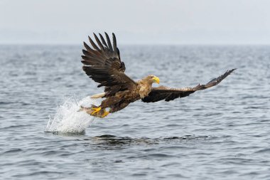 Beyaz Kuyruklu Kartal (Haliaeetus albicilla), Avrasya deniz kartalı ve beyaz kuyruklu deniz kartalı olarak da bilinir. Kartal, Polonya, Avrupa 'daki Oder nehrinin deltasında balık tutuyor..