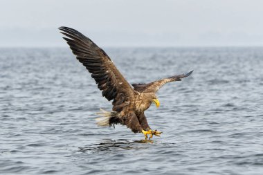 Beyaz Kuyruklu Kartal (Haliaeetus albicilla), Avrasya deniz kartalı ve beyaz kuyruklu deniz kartalı olarak da bilinir. Kartal, Polonya, Avrupa 'daki Oder nehrinin deltasında balık tutuyor..