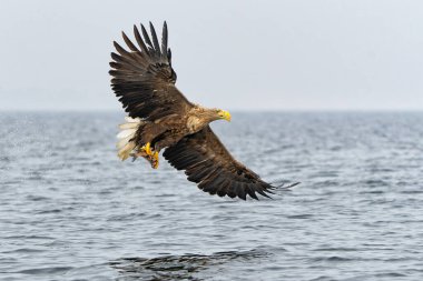 Beyaz Kuyruklu Kartal (Haliaeetus albicilla), Avrasya deniz kartalı ve beyaz kuyruklu deniz kartalı olarak da bilinir. Kartal, Polonya, Avrupa 'daki Oder nehrinin deltasında balık tutuyor..