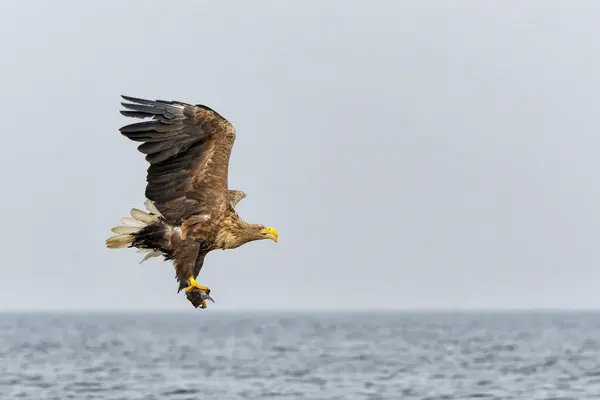 Белохвостый Орёл Haliaeetus Albicilla Известный Евразийский Морской Орёл Белый Морской Лицензионные Стоковые Изображения