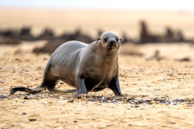 Cape Fur Seal (Arctocephalus pusillus) hanging around after fishing at  pelican point near Walvis Bay in Namibia