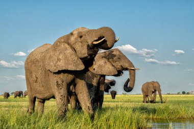 Elephants drinking at the Chobe river between Namibia and Botswana in the afternoon seen from a boat.