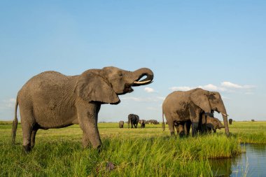 Elephants drinking at the Chobe river between Namibia and Botswana in the afternoon seen from a boat.