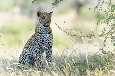 Leopard (Panthera Pardus) hanging around and searching for food in Mashatu Game Reserve in the Tuli Block in Botswana 