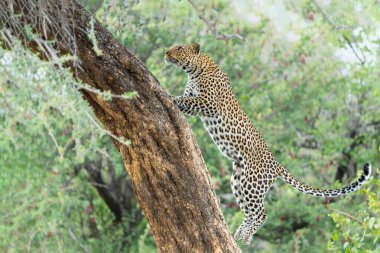 Leopard (Panthera Pardus) hanging around and searching for food in Mashatu Game Reserve in the Tuli Block in Botswana 