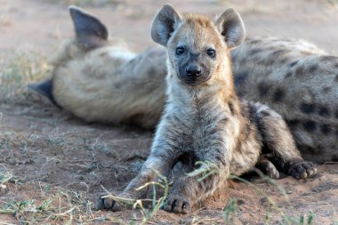 Spotted Hyena pup awaking with sunrise in Mashatu Game Reserve in the Tuli Block in Botswana clipart
