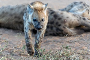 Benekli sırtlan yavrusu Botsvana 'daki Tuli Bloğundaki Mashatu Oyun Rezervinde gündoğumuyla uyanıyor.
