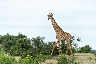 Zürafa. Güney Afrika zürafası ya da zürafa Burnu (zürafa zürafa (zürafa zürafa ya da camelopardalis zürafa) Botswana 'daki Tuli Bloğu' ndaki Mashatu Game Reserve 'deki bir nehir kıyısında geziniyor.