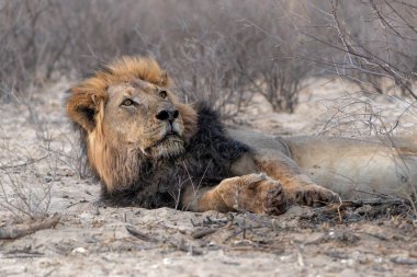 Kalahari Çölü 'nde aslan adam. Bu baskın erkek aslan (Panthera leo) Güney Afrika 'daki Kgalagadi Transfrontier Parkı' nda avını koruyordu..