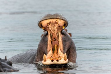 Botswana 'daki Okavango Deltası' nda su aygırı. Saldırgan bir su aygırı esniyor ve baskın davranış sergiliyor.