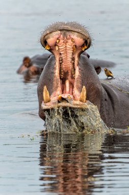 Botswana 'daki Okavango Deltası' nda su aygırı. Saldırgan bir su aygırı esniyor ve baskın davranış sergiliyor.
