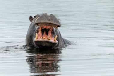 Botswana 'daki Okavango Deltası' nda su aygırı. Saldırgan bir su aygırı esniyor ve baskın davranış sergiliyor.