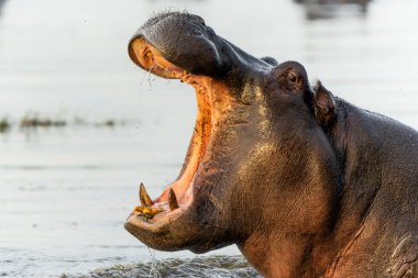 Botswana 'daki Okavango Deltası' nda su aygırı. Saldırgan bir su aygırı esniyor ve baskın davranış sergiliyor.