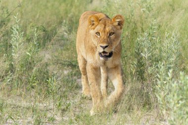 Aslan (Panthera leo) yeşil sezonda. Dişi aslanlar sabah Botsvana 'daki Okavango Deltası' nda uzun yeşil çimlerin üzerinde yürüyorlar.. 