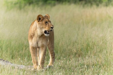 Aslan (Panthera leo) yeşil sezonda. Dişi aslanlar sabah Botsvana 'daki Okavango Deltası' nda uzun yeşil çimlerin üzerinde yürüyorlar.. 