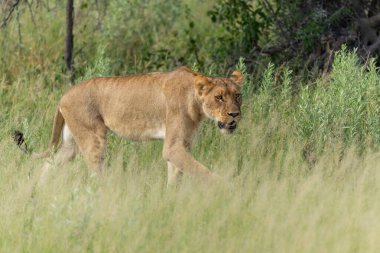 Aslan (Panthera leo) yeşil sezonda. Dişi aslanlar sabah Botsvana 'daki Okavango Deltası' nda uzun yeşil çimlerin üzerinde yürüyorlar.. 