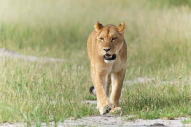 Aslan (Panthera leo) yeşil sezonda. Dişi aslanlar sabah Botsvana 'daki Okavango Deltası' nda uzun yeşil çimlerin üzerinde yürüyorlar.. 