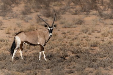 Güney Afrika 'daki Kalahari Çölü' nün bir parçası olan Kgalagadi Transfrontier Parkı 'nın kuru kırmızı kumullarında su ve yiyecek arayan Afrika antilobu (Afrika antilobu) veya Afrika antilobu (Oryx gazella).