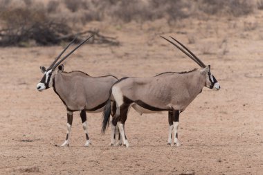 Güney Afrika 'daki Kalahari Çölü' nün bir parçası olan Kgalagadi Transfrontier Parkı 'nın kuru kırmızı kumullarında su ve yiyecek arayan Afrika antilobu (Afrika antilobu) veya Afrika antilobu (Oryx gazella).