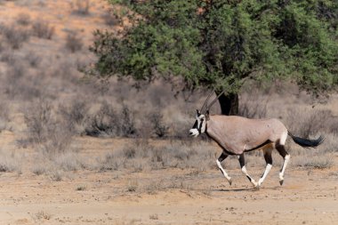 Güney Afrika 'daki Kalahari Çölü' nün bir parçası olan Kgalagadi Transfrontier Parkı 'nın kuru kırmızı kumullarında su ve yiyecek arayan Afrika antilobu (Afrika antilobu) veya Afrika antilobu (Oryx gazella).