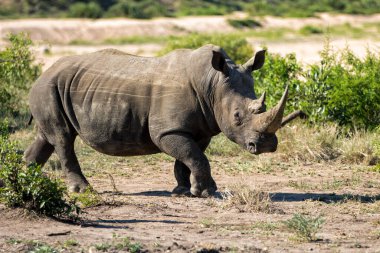 Beyaz gergedan boğası Güney Afrika 'daki Büyük Kruger Bölgesi' nde yürüyor.
