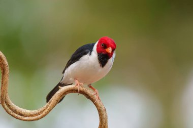 Sarı gagalı kardinal (Paroaria capitata) Kuzey Pantanal, Mato Grosso, Brezilya 'da bir dalda oturuyor.
