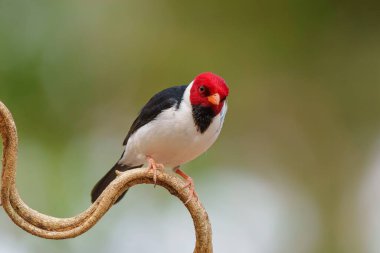 Yellow-billed cardinal (Paroaria capitata) sitting on a branch in the North Pantanal, Mato Grosso, Brazil clipart