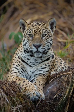 Jaguar (Panthera onca) Brezilya 'da Mata Grosso' da Kuzey Pantanal 'da bir ağaçta dinleniyor.