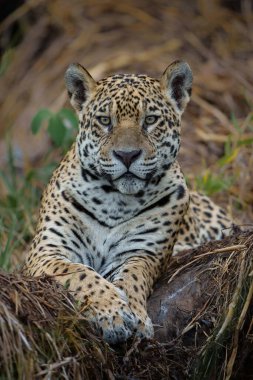 Jaguar (Panthera onca) resting in a tree in the Northern Pantanal in Mata Grosso in Brazil clipart