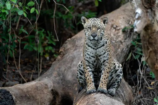 Jaguar (Panthera onca) Brezilya 'da Mata Grosso' da Kuzey Pantanal 'da bir ağaçta dinleniyor.