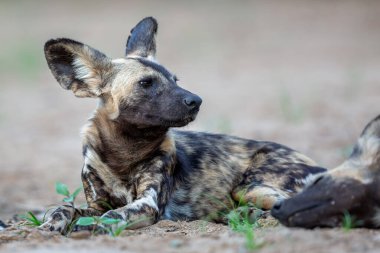 Afrika vahşi köpeği, Güney Afrika 'daki Mkuze şehrinin yakınlarındaki Zimanga oyun parkında takılıyor.