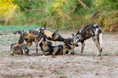 Afrika vahşi köpeği, Güney Afrika 'daki Mkuze şehrinin yakınlarındaki Zimanga oyun parkında takılıyor.