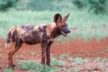 Afrika vahşi köpeği, Güney Afrika 'daki Mkuze şehrinin yakınlarındaki Zimanga oyun parkında takılıyor.