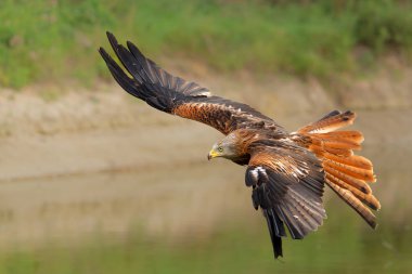 Hollanda 'nın Gelderland kentinde uçan Kızıl Uçurtma (Milvus milvus)