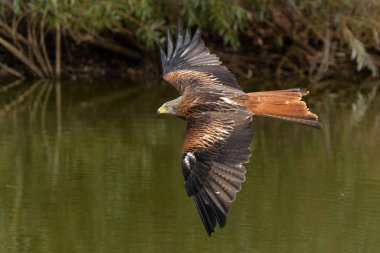 Hollanda 'nın Gelderland kentinde uçan Kızıl Uçurtma (Milvus milvus)