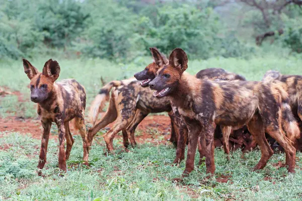 stock image African wild dog hanging around in Zimanga game reserve near the city of Mkuze in South Africa