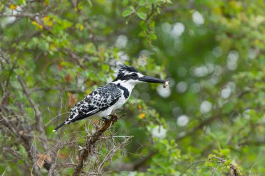 Pied Kingfisher (Ceryle rudis) fishing in a small lake in Kruger National Park in South Africa clipart