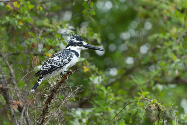 stock image Pied Kingfisher (Ceryle rudis) fishing in a small lake in Kruger National Park in South Africa