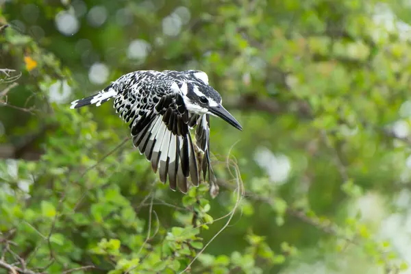 stock image Pied Kingfisher (Ceryle rudis) fishing in a small lake in Kruger National Park in South Africa