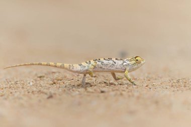 Kanat boyunlu bukalemun (Chamaeleo dilepis), Güney Afrika 'nın Büyük Kruger Bölgesi' ndeki savanda açık bir alanda yürüyor.
