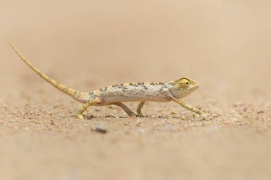 Kanat boyunlu bukalemun (Chamaeleo dilepis), Güney Afrika 'nın Büyük Kruger Bölgesi' ndeki savanda açık bir alanda yürüyor.