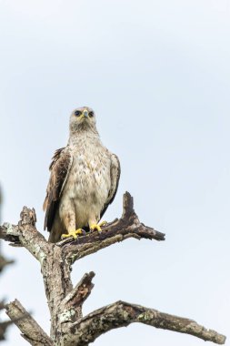 Tawny Eagle 'ı çıkar. Bu Tawny Eagle (Aquila rapax) Güney Afrika 'daki Kruger Ulusal Parkı' nda bir ağacın altında uçuyordu.