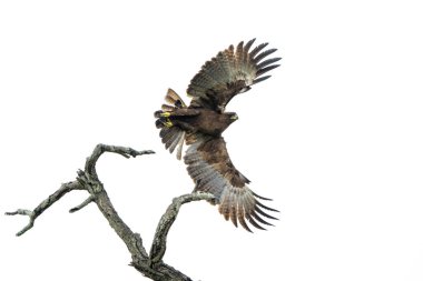 Tawny Eagle 'ı çıkar. Bu Tawny Eagle (Aquila rapax) Güney Afrika 'daki Kruger Ulusal Parkı' nda bir ağacın altında uçuyordu.