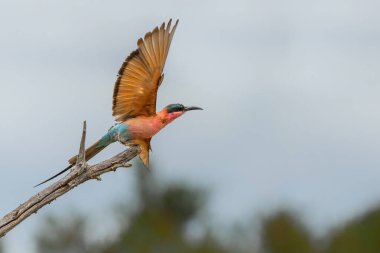 Güney Karmine Arısı Yiyen Bu Caemine Arısı Yiyen (Merops Jubicoides) Güney Afrika 'daki Kruger Ulusal Parkı' ndaki bir ağaçtan uçuyordu.