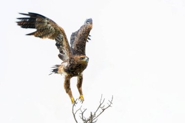 Tawny Eagle 'ı çıkar. Bu Tawny Eagle (Aquila rapax) Güney Afrika 'daki Kruger Ulusal Parkı' nda bir ağacın altında uçuyordu.